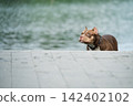 Beautiful professional stock photography of a healthy domestic dog wearing a collar by the lake. Active pet ownership, unique short hair coat, and urban animal care concept during a peaceful summer 142402102