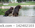 High angle back view of beautiful domestic companion pets looking at a calm lake surface in a public park. Creative concept of urban travel with dogs, pet-friendly city environment, and weekend 142402103