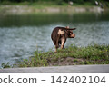 Detailed macro shot from behind of a purebred short-haired chocolate female canine near a water edge. Visual aid representing pet sterilization, ovariohysterectomy, and pedigree animal breeding 142402104
