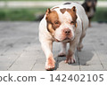 Beautiful professional stock photography of a healthy domestic dog walking on paving stones with a blurred background. Active pet ownership, unique coat markings, and professional animal care concept 142402105