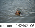 Beautiful professional stock photography capturing a wet tricolor canine animal swimming under natural daylight. Active pet lifestyle, summer vacation, and healthy animal recreation concept. 142402106