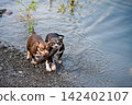 Two cute American Bully dogs sharing and playing with a wooden stick by the lake. Friendship, training, and healthy lifestyle concept with purebred companion animals. 142402107