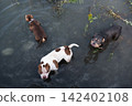 High-quality outdoor shot capturing three purebred pets of different colors swimming in a lake. One black and tan companion dog looking directly up at the camera with smart eyes during a hot summer 142402108
