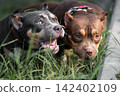 Close-up portrait of two cute purebred pets resting on a green lawn. Brown and black tan companion dogs enjoying a playful summertime walk in the park. Active domestic pets interaction, dental 142402109