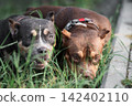 High-quality outdoor shot of purebred domestic pets looking directly at the camera. Brown and black tan companion dogs with smart expressive eyes resting on a lawn on a sunny summer day. 142402110