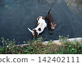 Beautiful professional stock photography of domestic purebred pets swimming together. Top view of stocky short-haired canine animals creating water ripples in a public park pond, representing 142402111