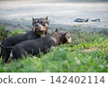 High angle shot of beautiful domestic companion pets relaxing on a green lawn near a paved sidewalk. Creative concept of urban travel with dogs, pet-friendly city environment, and weekend getaway 142402114