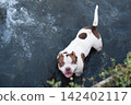 High angle top view portrait of a cute domestic companion pet standing in a lake with a raised tail. Creative concept of family travel with dogs, pet-friendly resort activities, and weekend getaway in 142402117