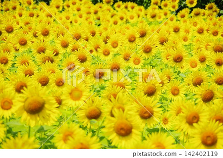 Sunflower field in full bloom Sunflower field in full bloom 142402119