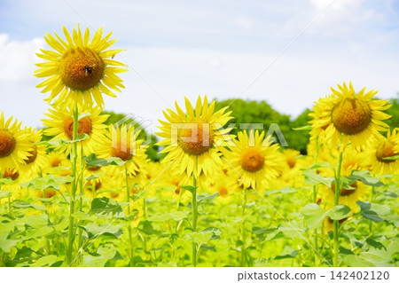 A large sunflower blooming in a sunflower field A large sunflower blooming in a sunflower field 142402120