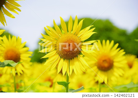 Towards the Sun Towards the Sun 142402121