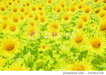 Sunflower field spreading to one side Sunflower field spreading to one side 142402139