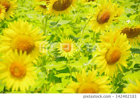 Lots of sunflowers Lots of sunflowers 142402181