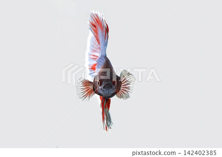 Colorful fish swimming in clear water Colorful fish swimming in clear water 142402385
