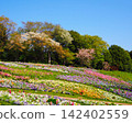  花園 142402559