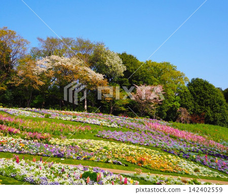  花園 142402559