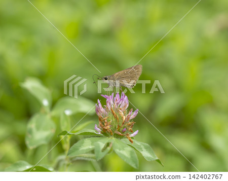 A skipper butterfly sucking nectar from a red clover flower. A skipper butterfly sucking nectar from a red clover flower. 142402767