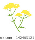 Autumn's Seven Flowers Painted with a Brush: Patrinia scabiosifolia (Nishiki) 142403121