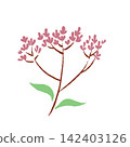 Autumn's Seven Flowers Painted with a Brush: Eupatorium fortunei (Nishiki) 142403126