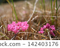 粉紅色的落花 142403176