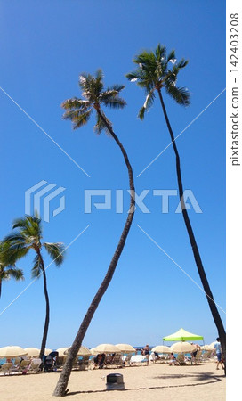 Palm tree Palm tree 142403208