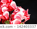 紅色仙客來花 142403337