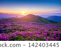 Sunset over purple flower field with mountains in background 142403445
