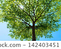 Tall green tree with full leaves under blue sky 142403451
