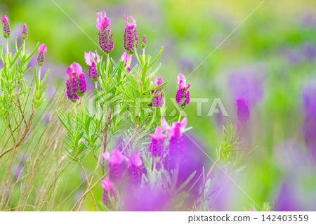 French lavender blooms vividly in pink and purple amidst the fresh greenery. French lavender blooms vividly in pink and purple amidst the fresh greenery. 142403559