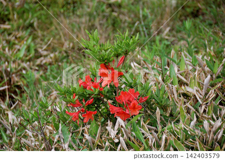 Rhododendron molle (Rhododendron japonicum) *Location: Yunomaru Mountain Rhododendron molle (Rhododendron japonicum) *Location: Yunomaru Mountain 142403579