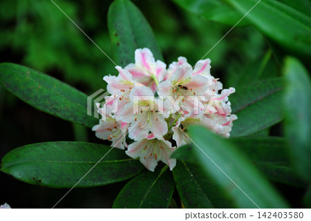 白山杜鵑(Rhododendron brachycarpum)*產地:雲之丸山 白山杜鵑(Rhododendron brachycarpum)*產地:雲之丸山 142403580