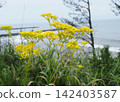 Patrinia flowers blooming on the seashore (Hamaominaeshi) Patrinia flowers blooming on the seashore (Hamaominaeshi) 142403587