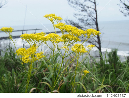 海邊盛開的帕特里尼亞花(濱海) 海邊盛開的帕特里尼亞花(濱海) 142403587