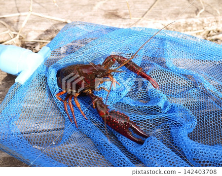 American crayfish found in an irrigation ditch American crayfish found in an irrigation ditch 142403708