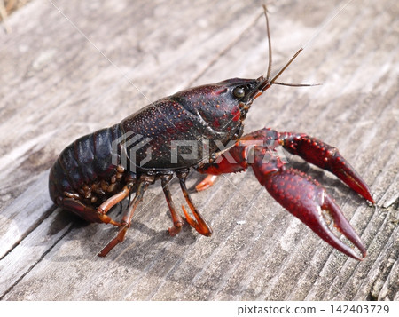 American crayfish found in an irrigation ditch American crayfish found in an irrigation ditch 142403729