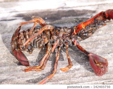 American crayfish found in an irrigation ditch American crayfish found in an irrigation ditch 142403730