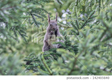 Landscape, Hokkaido squirrel, forest, coniferous trees Landscape, Hokkaido squirrel, forest, coniferous trees 142403840