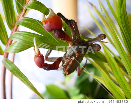 Red-clawed crab climbing on a plant Red-clawed crab climbing on a plant 142403880