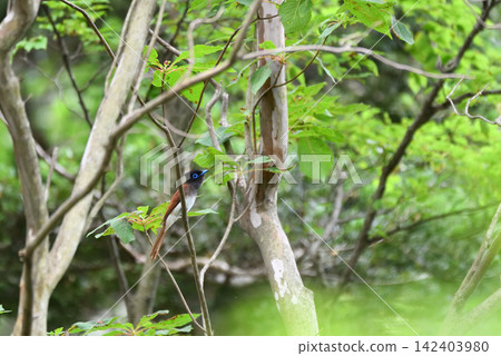 A paradise flycatcher relaxing amidst the fresh greenery. A paradise flycatcher relaxing amidst the fresh greenery. 142403980