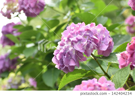 粉紫色繡球花 142404234