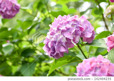 粉紫色繡球花 粉紫色繡球花 142404235
