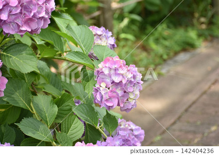 粉紫色繡球花 142404236