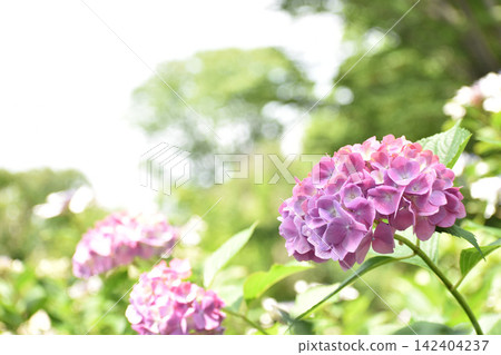 粉紫色繡球花 142404237