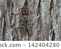 Brown cicada 142404280