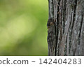 Abra Zemi catching trees 142404283