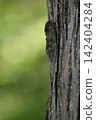 Abra Zemi catching trees 142404284