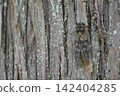 Brown cicada 142404285