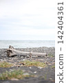 Driftwood washed ashore on the beach and the calm sea. 142404361