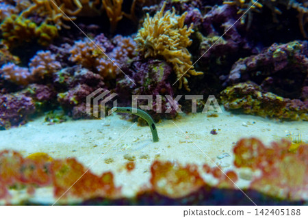 花園鰻從沙底探出頭來,還有一個色彩繽紛的水族箱。 花園鰻從沙底探出頭來,還有一個色彩繽紛的水族箱。 142405188