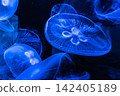水母在藍色水箱中奇妙地漂浮著 142405189